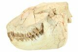 Fossil Oreodont (Leptauchenia) Skull - South Dakota #263493-1